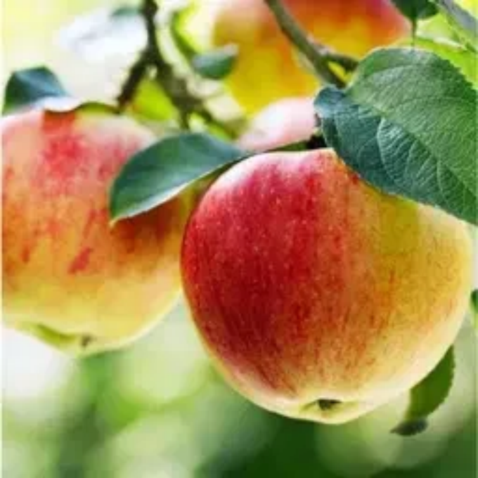 APPLE (pink lady) – image 1