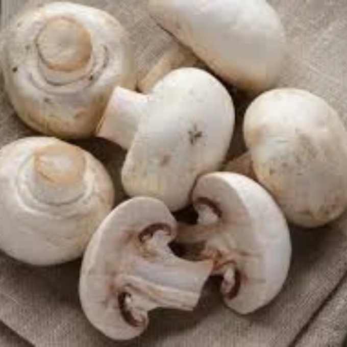 Mushroom 