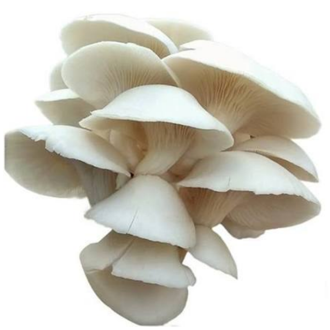 Oyster Mushroom – image 1