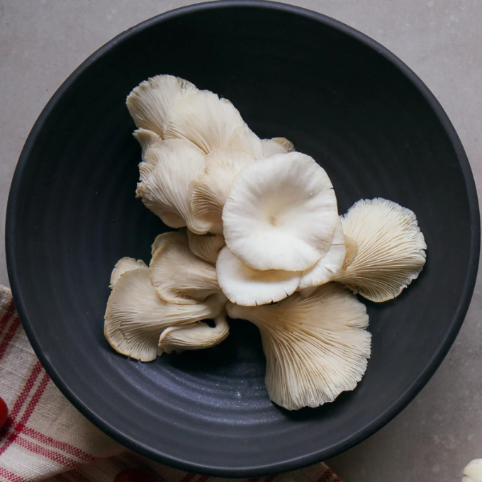 Oyster Mushroom – image 3